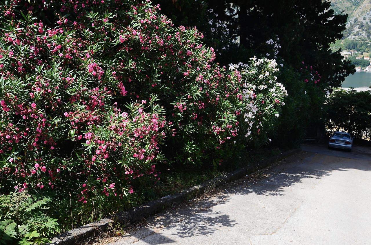 Apartment Garden Kotor Exteriör bild